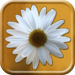 The Flower Puzzle